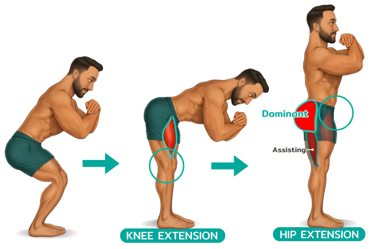 Illustration: Why Squats Grow Your Legs Instead of Your Glutes